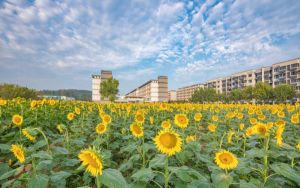 西藏高考多少分能录取大连外国语大学？附2022-2024年最低录取分数线